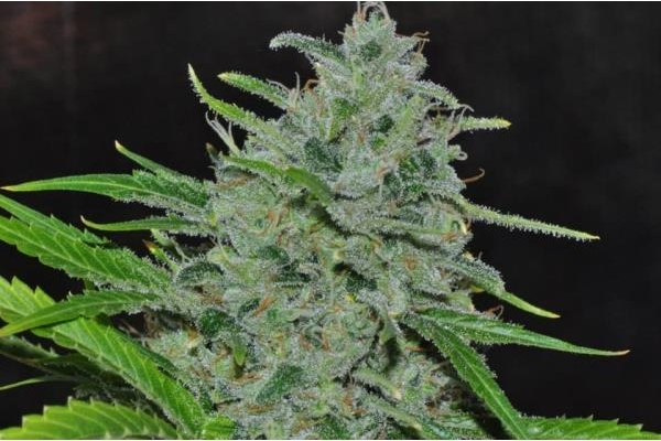 Malawi (ACE Seeds) feminizada Malawi (ACE Seeds) feminizada