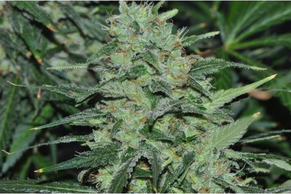 Malawi (ACE Seeds) feminizada Malawi (ACE Seeds) feminizada