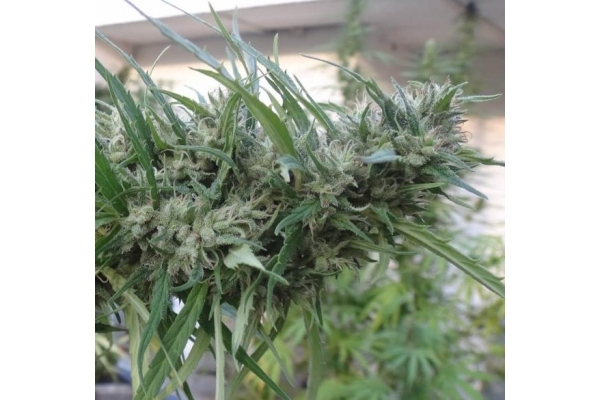 Malawi (ACE Seeds) feminizada Malawi (ACE Seeds) feminizada