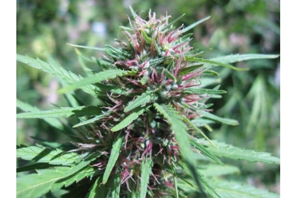 Malawi (ACE Seeds) feminizada Malawi (ACE Seeds) feminizada