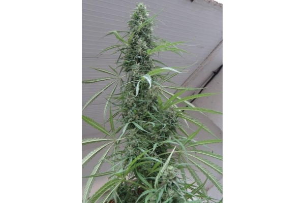 Golden Tiger (ACE Seeds) feminizada