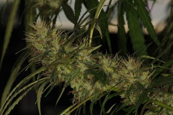 Golden Tiger (ACE Seeds) feminizada