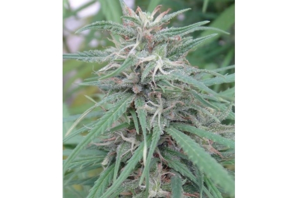 Golden Tiger (ACE Seeds) feminizada