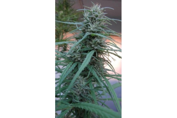 Golden Tiger (ACE Seeds) feminizada