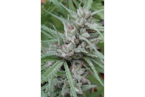 Golden Tiger (ACE Seeds) feminizada