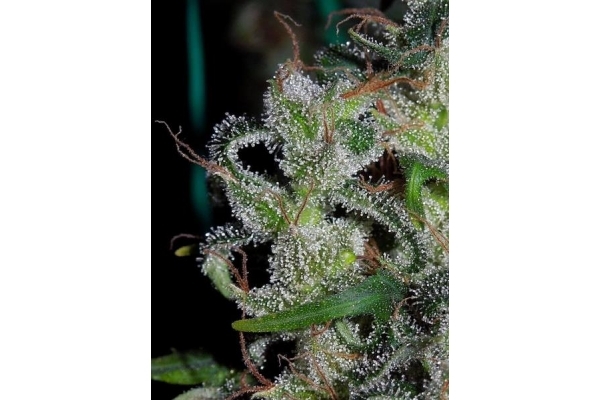 Zamaldelica (ACE Seeds) feminizada