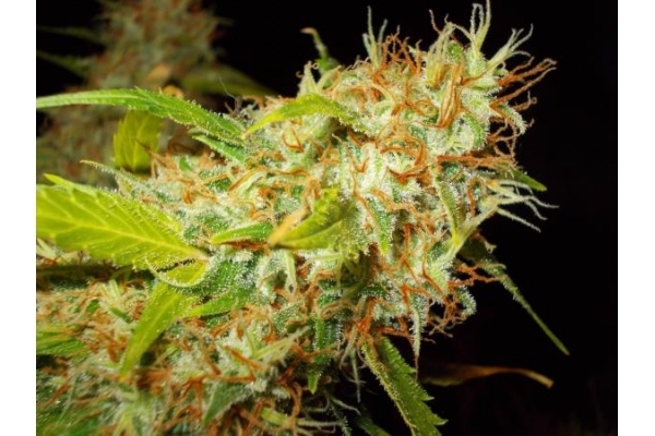 Zamaldelica (ACE Seeds) feminizada