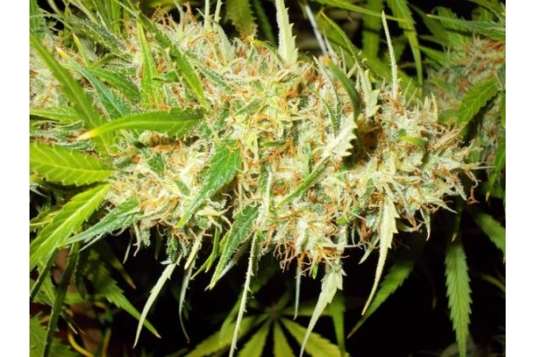 Zamaldelica (ACE Seeds) feminizada