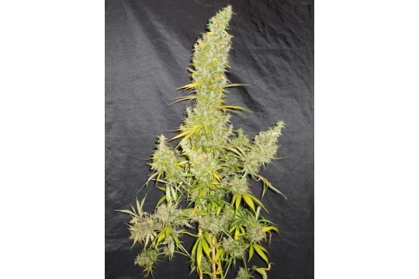 Zamaldelica (ACE Seeds) feminizada