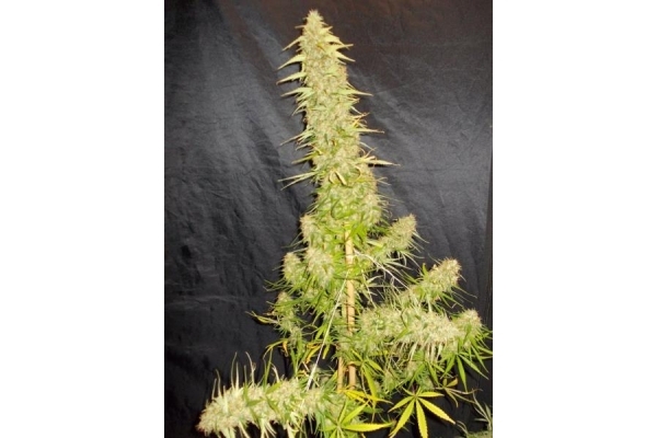 Zamaldelica (ACE Seeds) feminizada