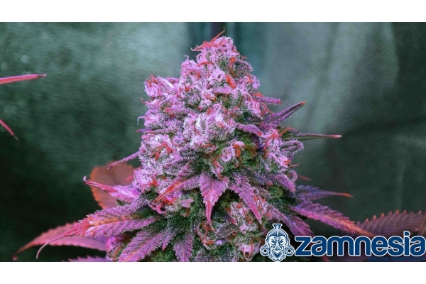 Blue Dream (Zamnesia Seeds) feminizada