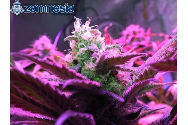 Blue Dream (Zamnesia Seeds) feminizada