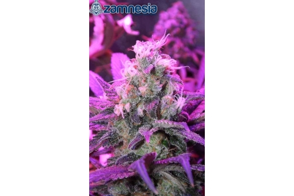 Blue Dream (Zamnesia Seeds) feminizada