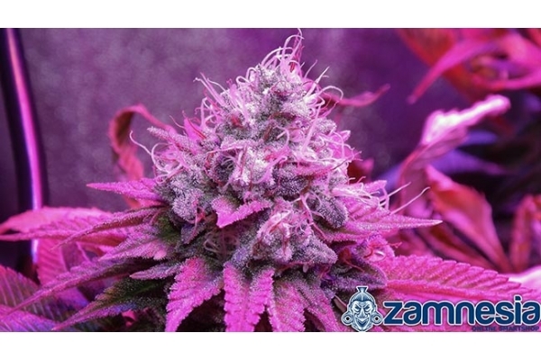 Blue Dream (Zamnesia Seeds) feminizada