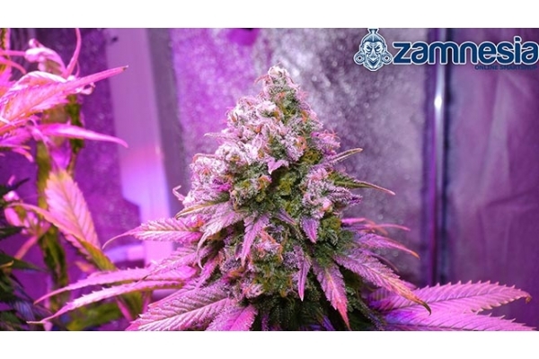 Blue Dream (Zamnesia Seeds) feminizada