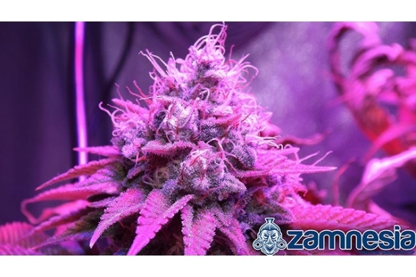 Blue Dream (Zamnesia Seeds) feminizada