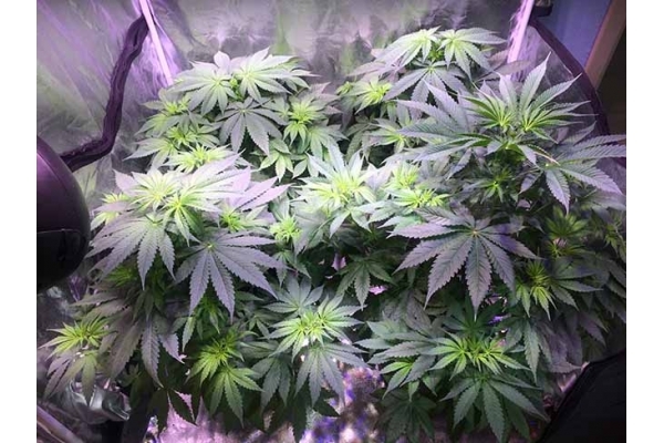 Blue Dream (Zamnesia Seeds) feminizada