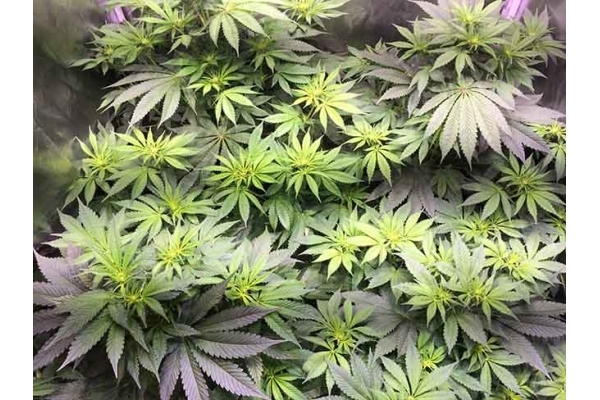 Blue Dream (Zamnesia Seeds) feminizada