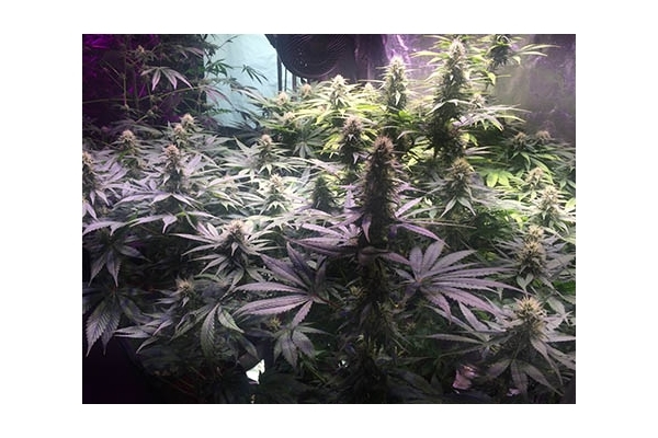 Blue Dream (Zamnesia Seeds) feminizada