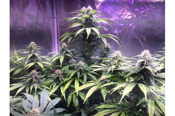 Blue Dream (Zamnesia Seeds) feminizada