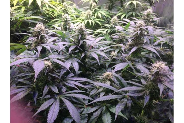 Blue Dream (Zamnesia Seeds) feminizada