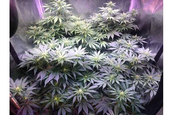 Blue Dream (Zamnesia Seeds) feminizada
