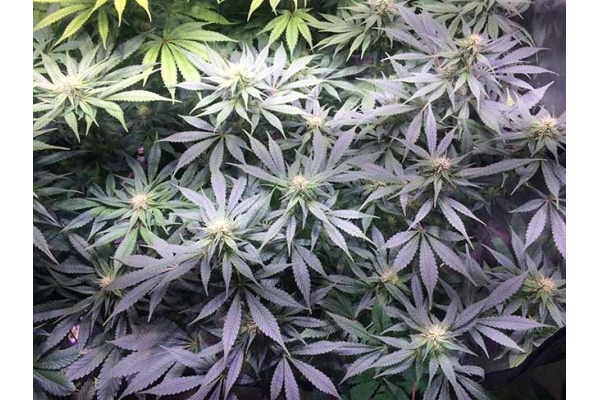 Blue Dream (Zamnesia Seeds) feminizada