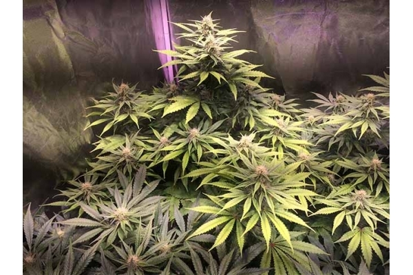 Blue Dream (Zamnesia Seeds) feminizada