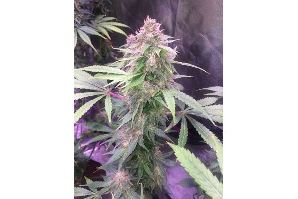 Blue Dream (Zamnesia Seeds) feminizada