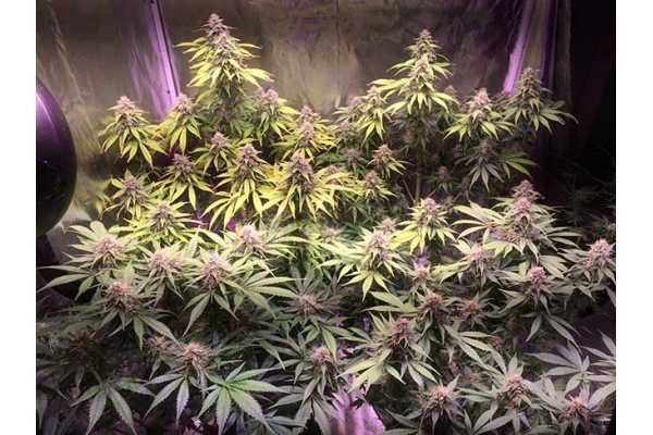 Blue Dream (Zamnesia Seeds) feminizada
