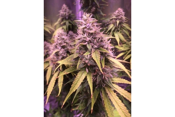 Blue Dream (Zamnesia Seeds) feminizada