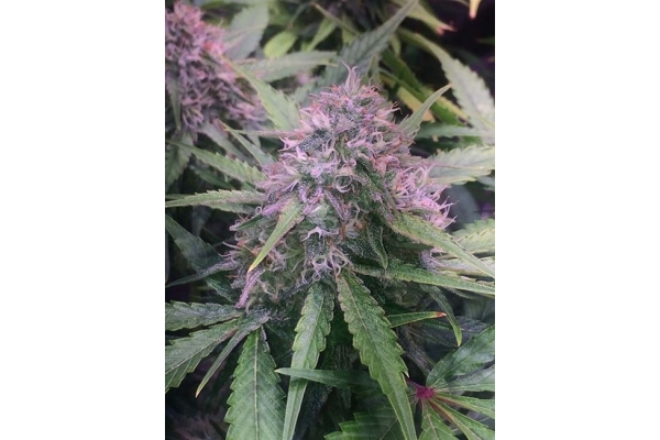 Blue Dream (Zamnesia Seeds) feminizada
