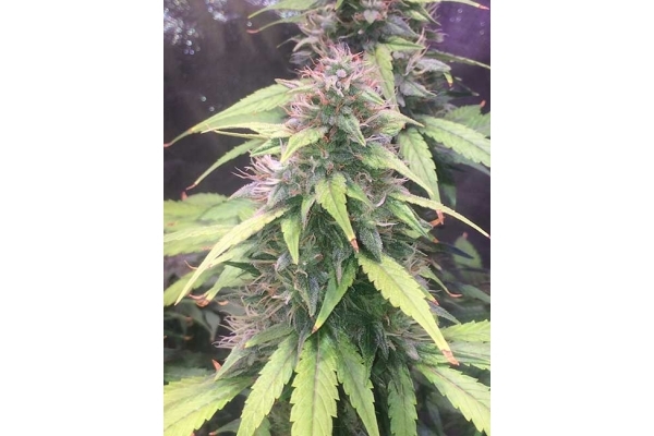 Blue Dream (Zamnesia Seeds) feminizada