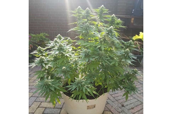 Blue Dream (Zamnesia Seeds) feminizada