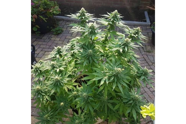 Blue Dream (Zamnesia Seeds) feminizada