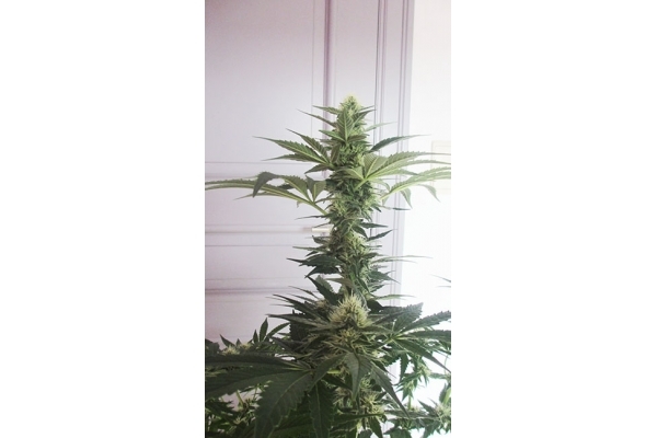 Blue Dream (Zamnesia Seeds) feminizada
