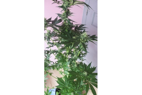 Blue Dream (Zamnesia Seeds) feminizada