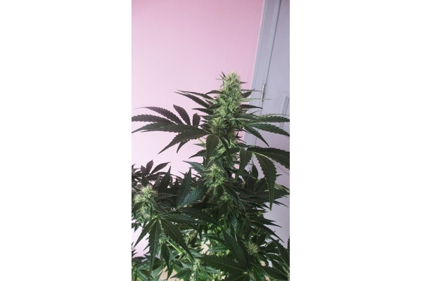 Blue Dream (Zamnesia Seeds) feminizada