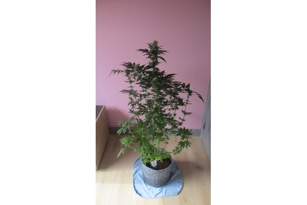 Blue Dream (Zamnesia Seeds) feminizada