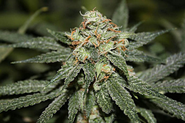 Blue Dream (Zamnesia Seeds) feminizada