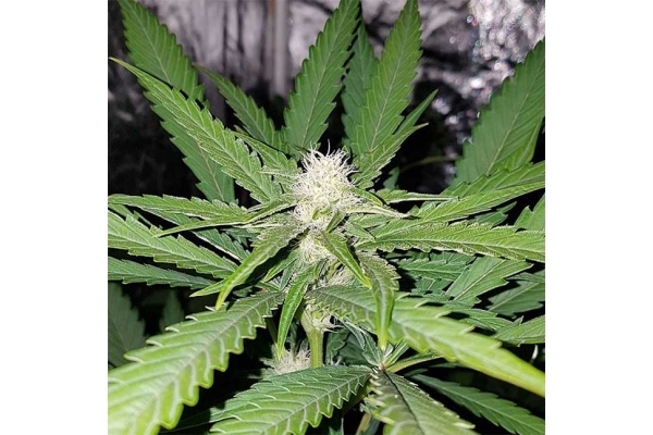 Northern Lights (Zamnesia Seeds) feminizada