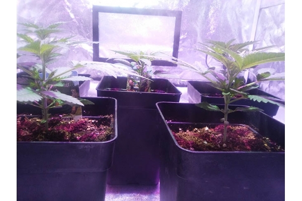 Critical (Zamnesia Seeds) Feminizada