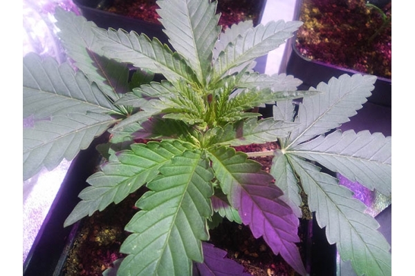 Critical (Zamnesia Seeds) Feminizada