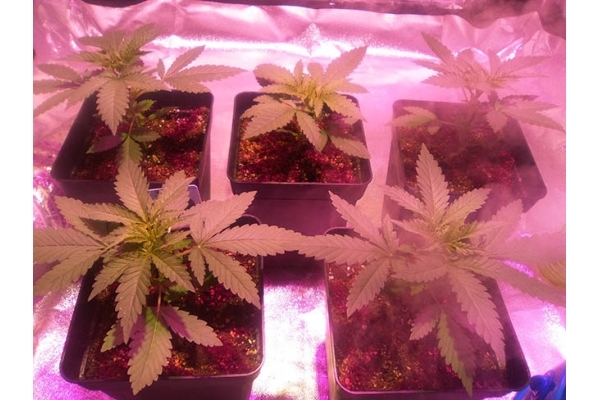 Critical (Zamnesia Seeds) Feminizada