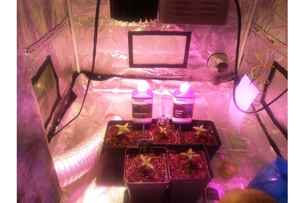 Critical (Zamnesia Seeds) Feminizada