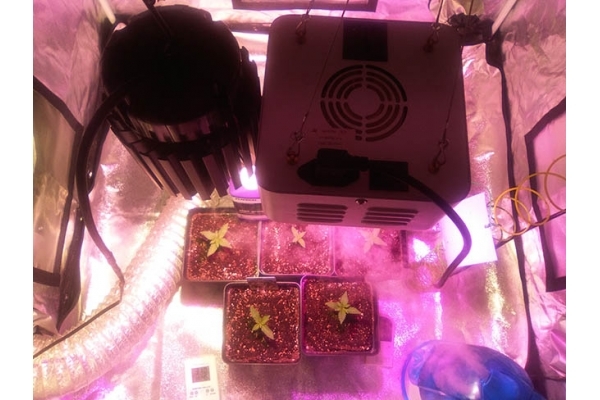 Critical (Zamnesia Seeds) Feminizada