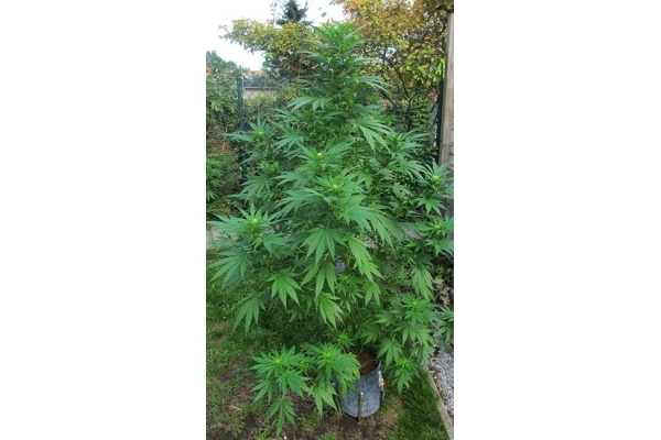 Critical (Zamnesia Seeds) Feminizada