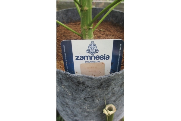 Critical (Zamnesia Seeds) Feminizada