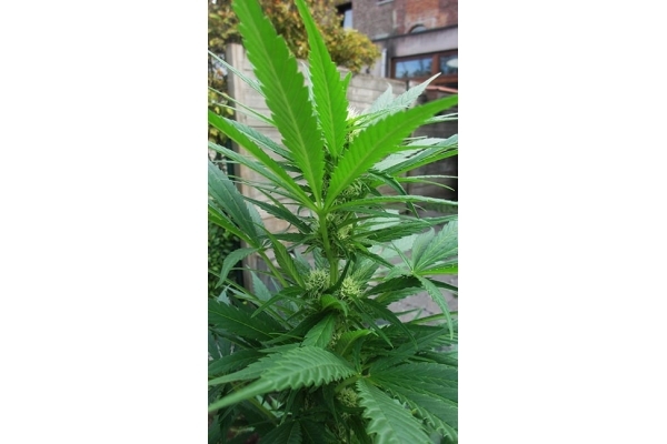 Critical (Zamnesia Seeds) Feminizada