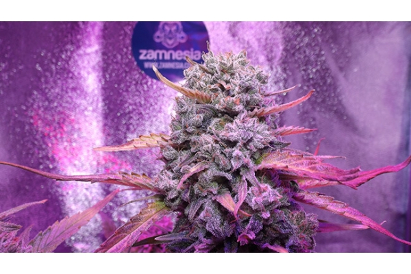 OG Kush (Zamnesia Seeds) feminizada
